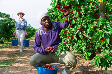 workers working at the cherry farm