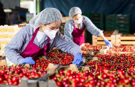 Female worker in mask controlling quality of cherry at warehouseの写真素材