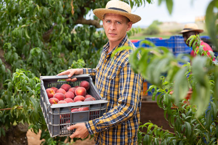 Portrait of worker with boxes of peaches in handsの写真素材