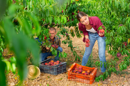 Woman farmer with male partner harvesting ripe peaches in fruit garden, putting in boxesの写真素材