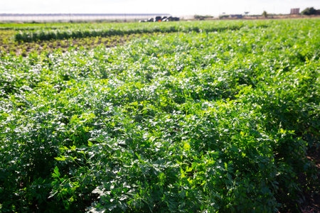 Young parsley plants growing on farm land