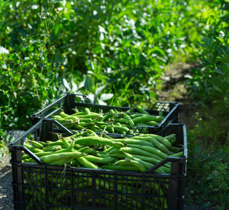 Freshly harvested beans in boxesの写真素材