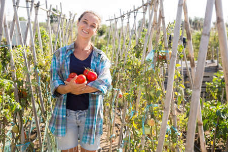 Cheerful woman picking harvest of tomatoes on the fieldの写真素材