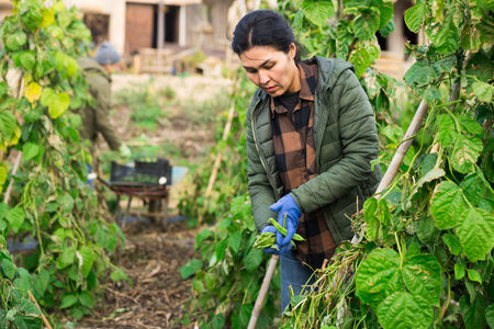 Woman harvesting green beans at smallholding at day
