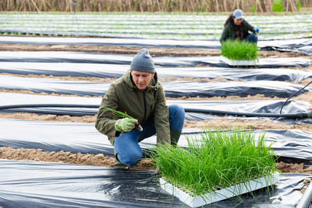 Man farmer planting green onions in garden
