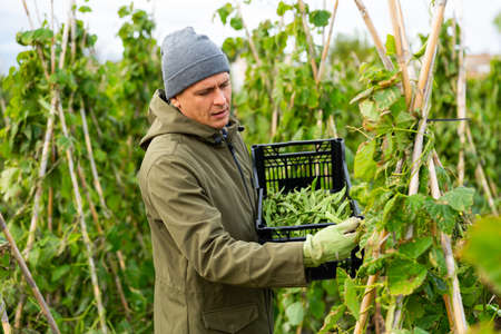 Man harvesting kidney beans on plantationの写真素材
