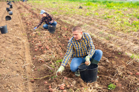 Man harvesting potatoes on a farmの写真素材
