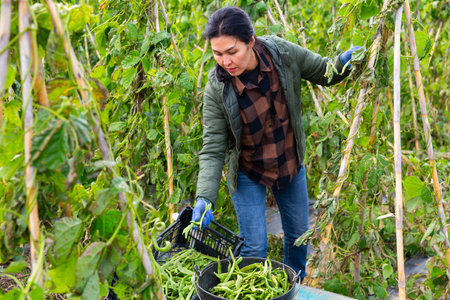 Asian female gardener harvesting green peas