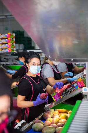 Workers sorting mangoes at Sigfrido packing facilityのeditorial素材