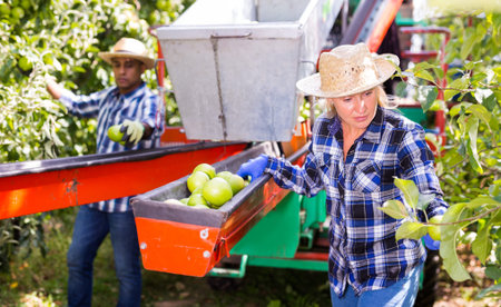 Female worker picks ripe apples and puts on conveyor of sorting machine