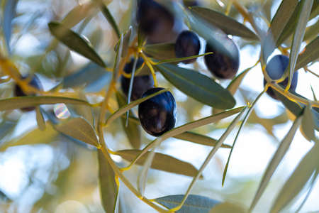 Growing black olives in orchardの写真素材
