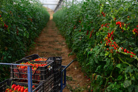 Boxes with red tomatoes on wheelbarrow in greenhouseの写真素材