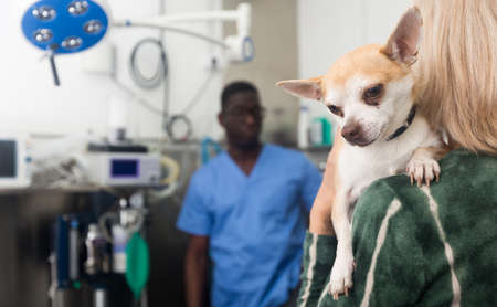Woman with little dog waiting for advice from veterinarianの写真素材