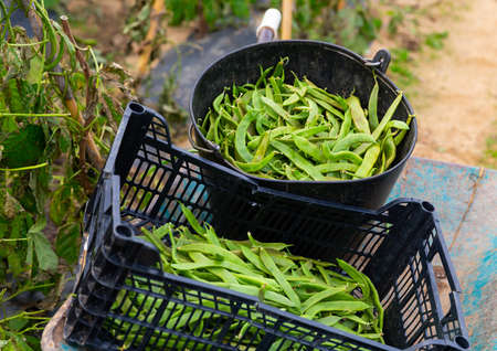 Crate and bucket full of haricot verts on cartの写真素材