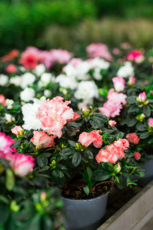 Azalea flowering shrubs in floral shopの写真素材