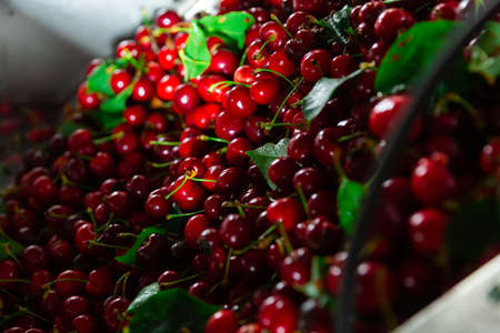 Cherry washing and cleaning in warehouseの写真素材