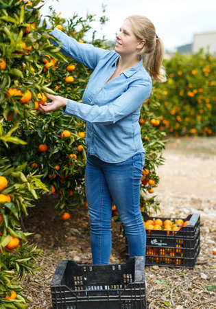 Portrait of smiling woman harvesting tangerinesの写真素材