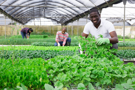 African american working in orangery - caring for various plants