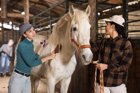 Women caring for a white horse in the stable - brushing withersの写真素材