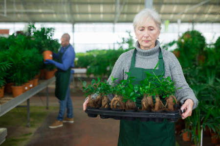 Mature woman plant shop worker carrying box with sproutsの写真素材