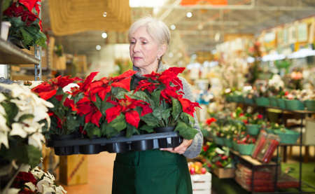 Elderly saleswoman arranging potted red poinsettias on rack standの写真素材