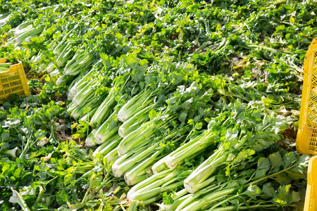 Green celery harvested on vegetable farmの写真素材