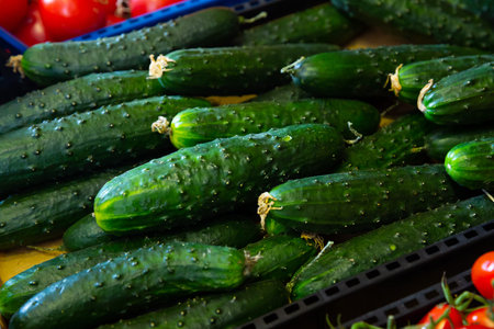 Fresh ripe cucumbers for sale