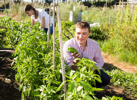 Family harvesting vegetables in the garden