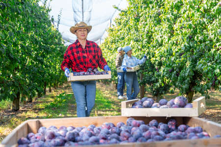 Woman farmer carrying crate with harvested plums in orchardの写真素材