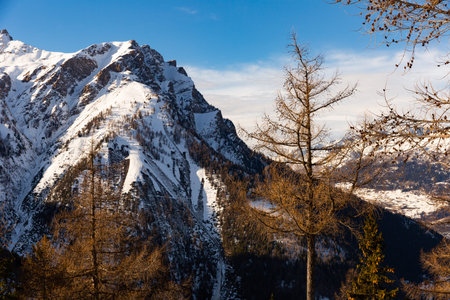 Coniferous forest and snowy mountains of Simplon Passの写真素材
