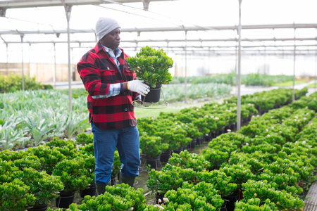 Gardener holding money tree in pot in greenhouse
