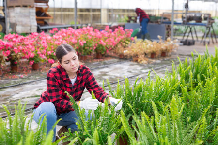 Woman caring for potted fern flowers in greenhouse