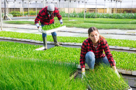 Young woman carrying crates of green onion seedlings in greenhouseの写真素材