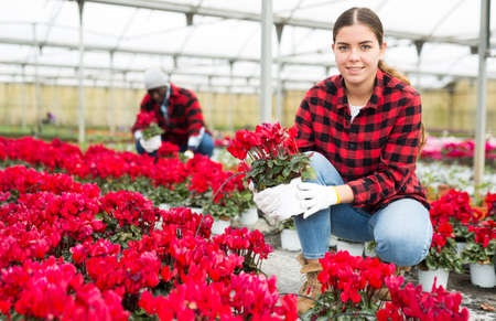 Young woman caring for cyclamen flowers in greenhouseの写真素材