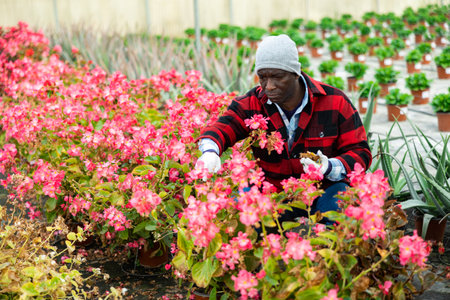 African american man caring for potted begonia flowers in greenhouseの写真素材