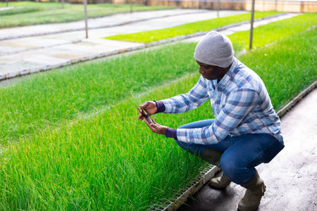 African american man holding a green onion seedling in hands