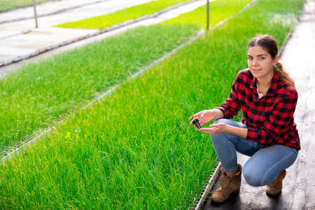 Female gardener holding onion sprouts at greenhouseの写真素材