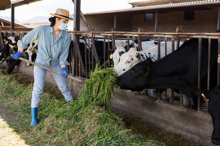 Farm worker in protective mask feeding grass to cows in barnの写真素材