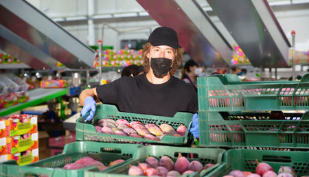 Man worker in mask and gloves working with fresh tropical mango during packaging at warehouse