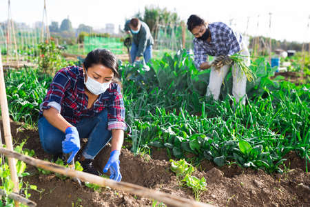 Female gardener in protective mask working in vegetable gardenの写真素材