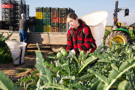 Female gardener harvesting fresh artichokes on plantation