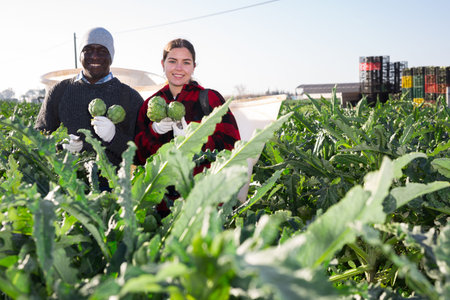 Portrait of two positive farmers with artichokes