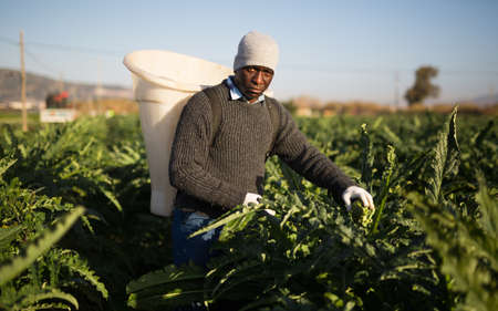 African american man farmer harvests artichokesの写真素材