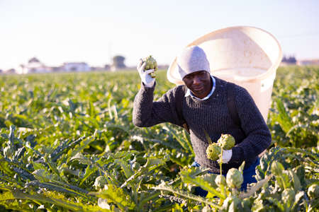 Man harvesting ripe artichoke buds in basketの写真素材