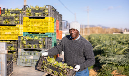 Gardener carrying crate of artichokes while working in plantation