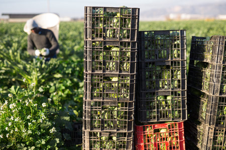 Plastic crates with artichoke at farm field