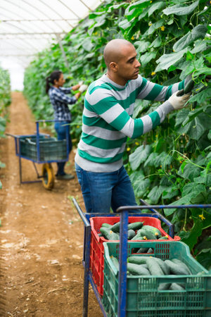 Latino farmer picks ripe cucumbers in greenhouseの写真素材