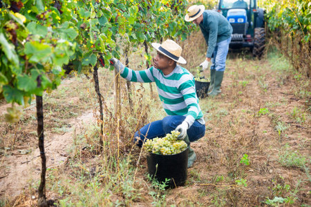 Latin american farm worker picking to bucket ripe grapes