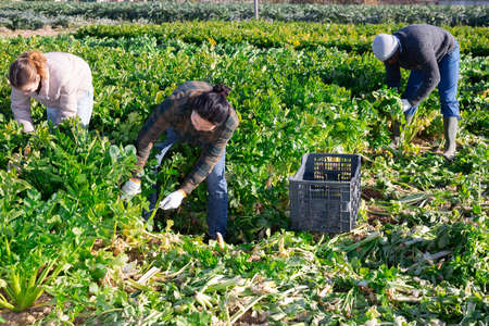 Multiethnic people harvesting ripe celery on vegetable fieldの写真素材