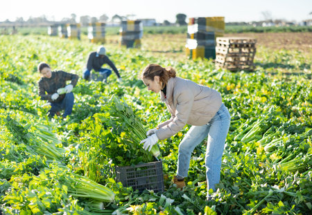 Female farmer working with team on vegetable plantation, putting freshly harvested celery in boxesの写真素材